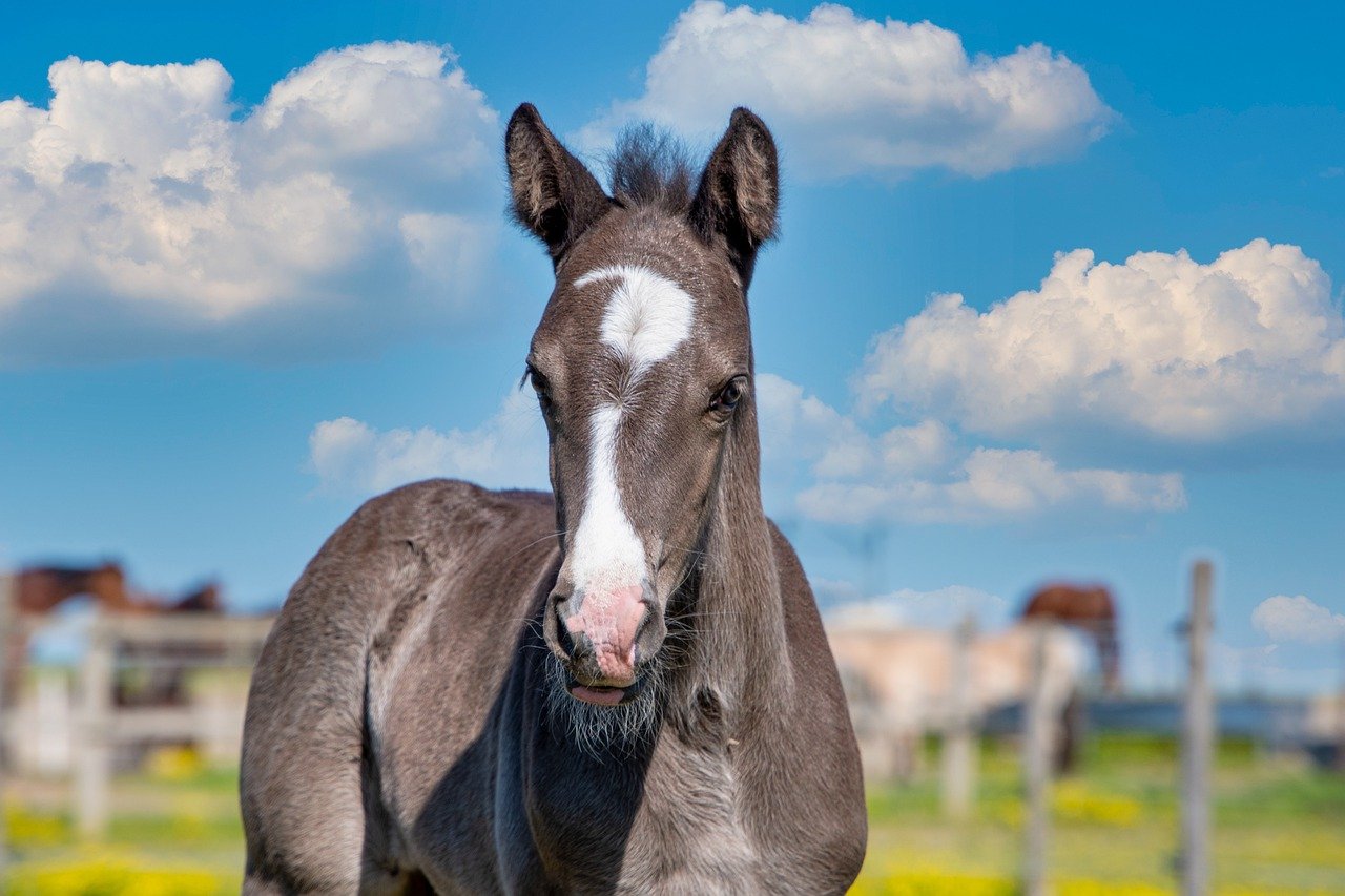 Quel nom de cheval en M choisir en 2022?