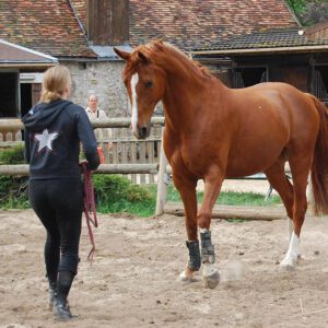 Coaching en ligne d'équitation éthologique
