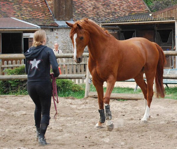 Coaching en ligne d'équitation éthologique