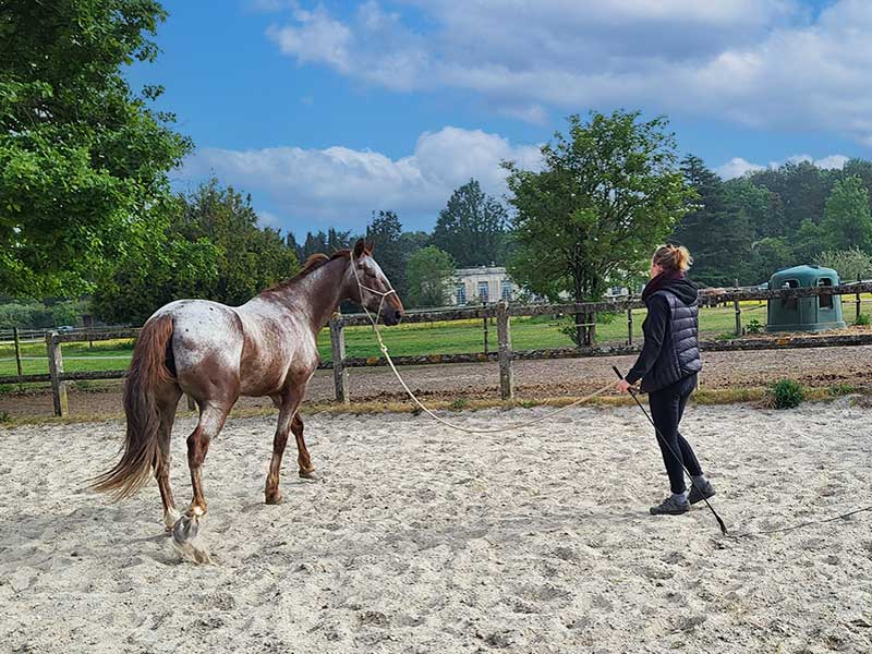 Stages d'équitation éthologique en Ile de France